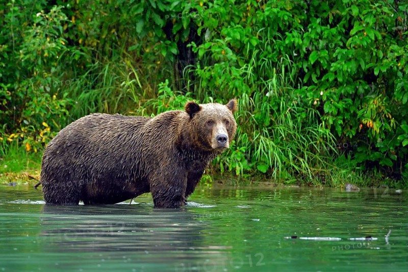 Brown bear (Ursus arctos) standing in the water fishing for salmon, Lake Clarke National Park, Alaska, USA, North America