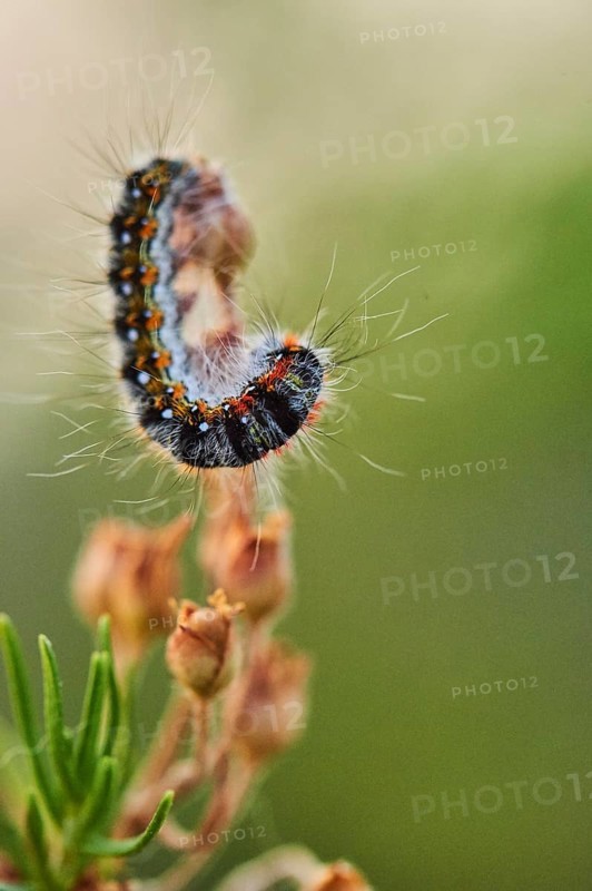 Caterpillar of a Malacosoma constrictum butterfly at Mount "La Talaia del Montmell" at evening, Catalonia, Spain, Europe