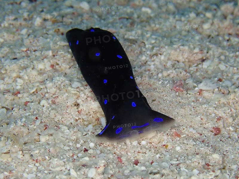 Blue dotted head slug (Chelidonura livida), House Reef dive site, Mangrove Bay, El Quesir, Red Sea, Egypt, Africa
