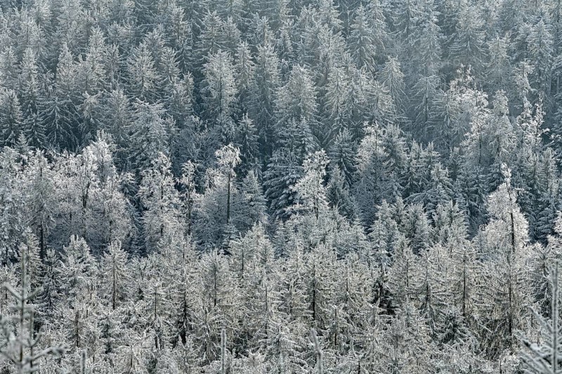 Snowy forest from above, near the Hornisgrinde, near Seebach, Ortenaukreis, Black Forest, Baden-Württemberg, Germany, Europe