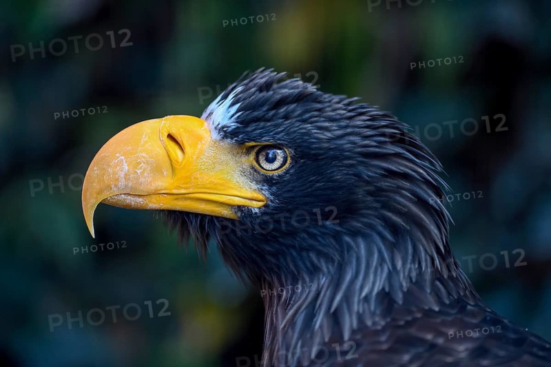 Steller's sea eagle (Haliaeetus pelagicus), animal portrait, occurrence Russia, captive, Bavaria, Germany, Europe