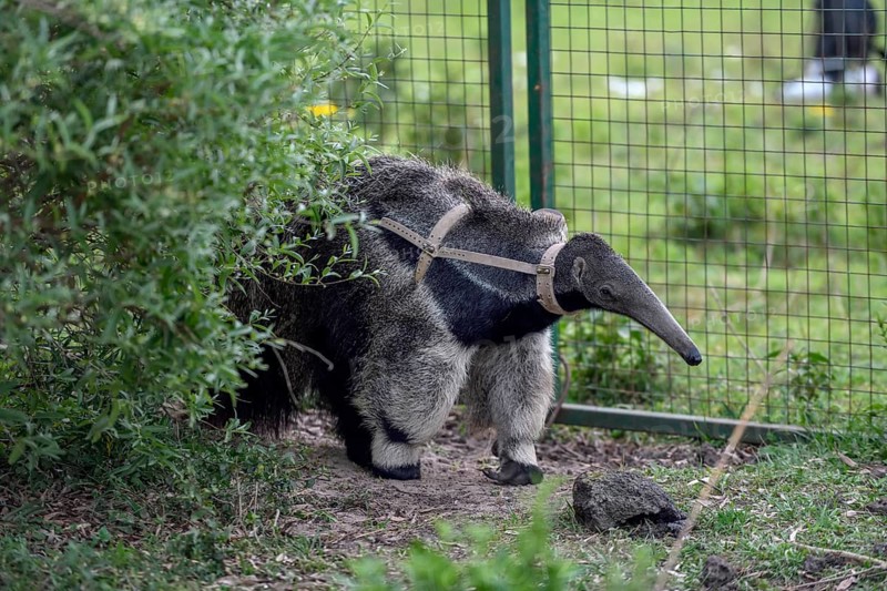 Giant anteater (Myrmecophaga tridactyla) with radio collar at the Conservation Land Trust breeding station, San Nicolás, Esteros del Iberá, Corrientes Province, Argentina, South America