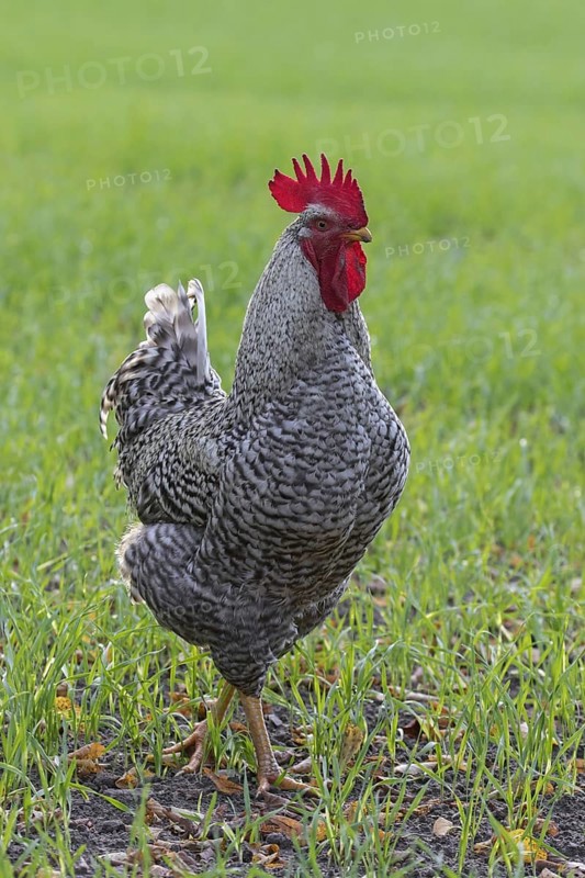 Plymouth Rock chicken, American breed of domestic chickens, free range Barred Rock cock, rooster in meadow at farm