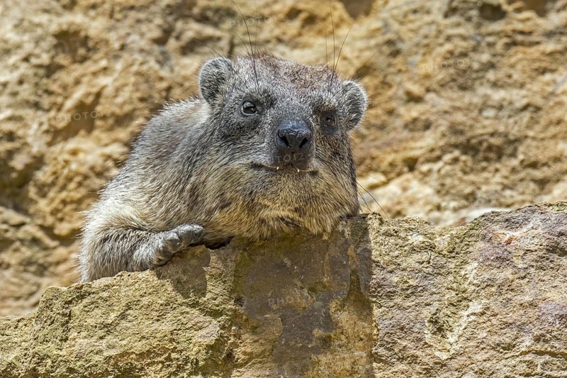 Rock hyrax, dassie, Cape hyrax, rock rabbit (Procavia capensis) on rock ledge basking in the sun, native to Africa and the Middle East
