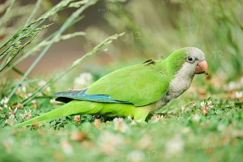 Monk parakeet (Myiopsitta monachus) wildlife on a meadow, Catalonia, Spain, Europe
