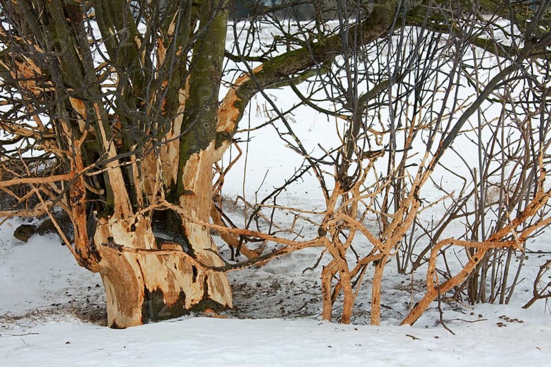 Fruit tree damaged by european rabbit (Oryctolagus cuniculus) and other rodents by eating the bark in winter, Germany, Europe