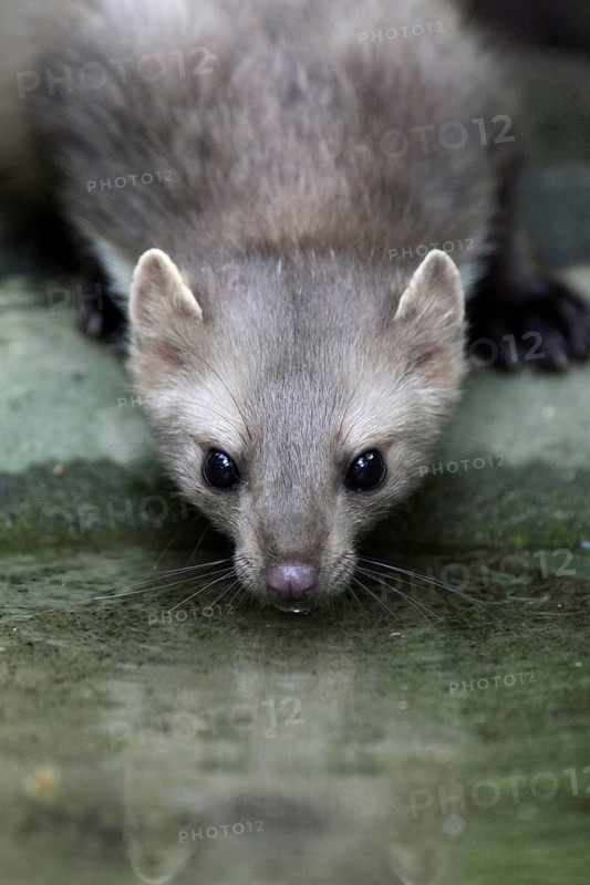 Beech Marten (Martes foina), Germany, Europe