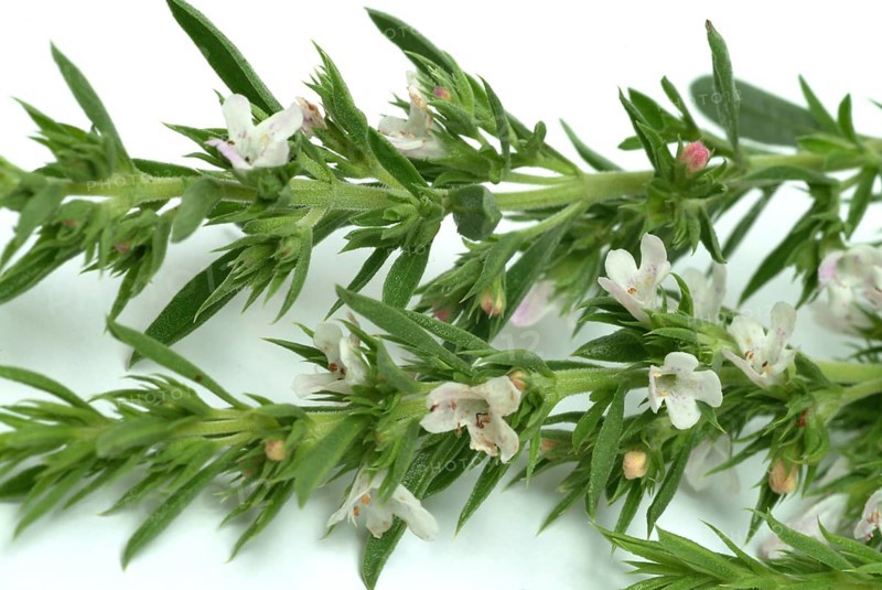 Summer savory (Satureja hortensis), also garden savory, true savory, pepperwort, family of the labiates, used since ancient times as a medicinal plant and spice plant
