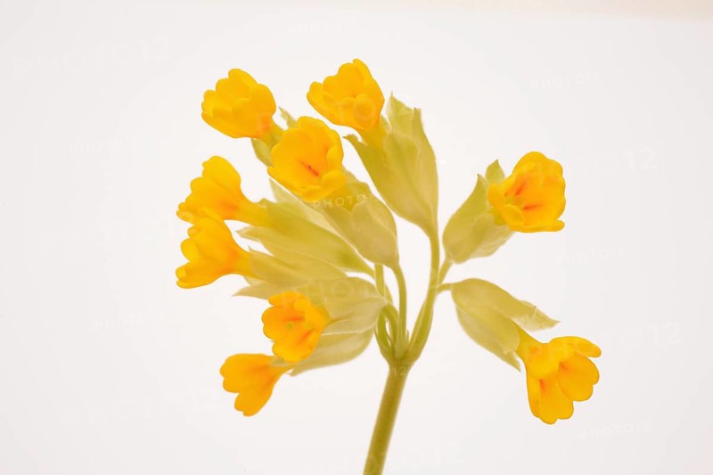 Common cowslip (Primula veris), is a species of plant from the genus Primula, medicinal plant, mainly used for colds with mucous coughs and colds