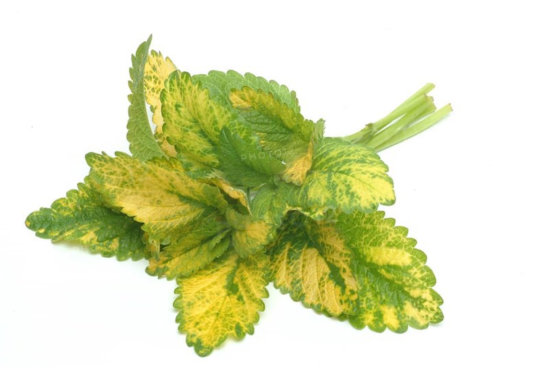 Yellow lemon balm (Melissa officinalis) or melissa, family of the labiates, the foliage leaves, Melissae folium, are used as pharmaceutical drug, medicinal plant of the year 1988