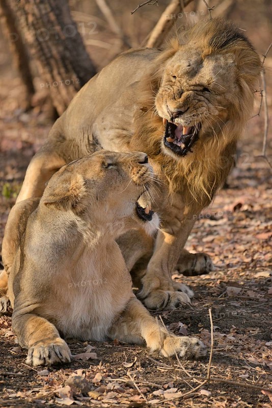 Asiatic Lions (Panthera leo persica), mating, Gir Forest National Park, Gir Sanctuary, Gujarat, India, Asia