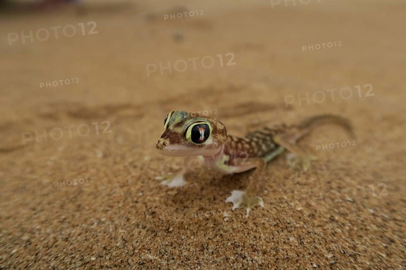 Namib Gecko, web-footed gecko or Palmato-Gecko (Pachydactylus rangei), Namib Desert in Swakopmund, Namibia, Africa