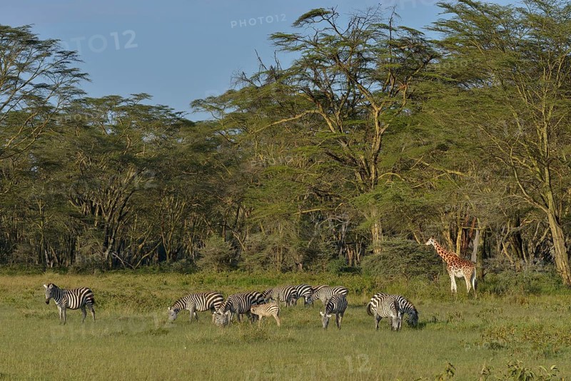 Rothschild Giraffe or Ugandan Giraffe (Giraffa camelopardalis rothschildi) and Grant's Zebras (Equus quagga boehmi), Lake Nakuru National Park, near Nakuru, Rift Valley Province, Kenya, Africa