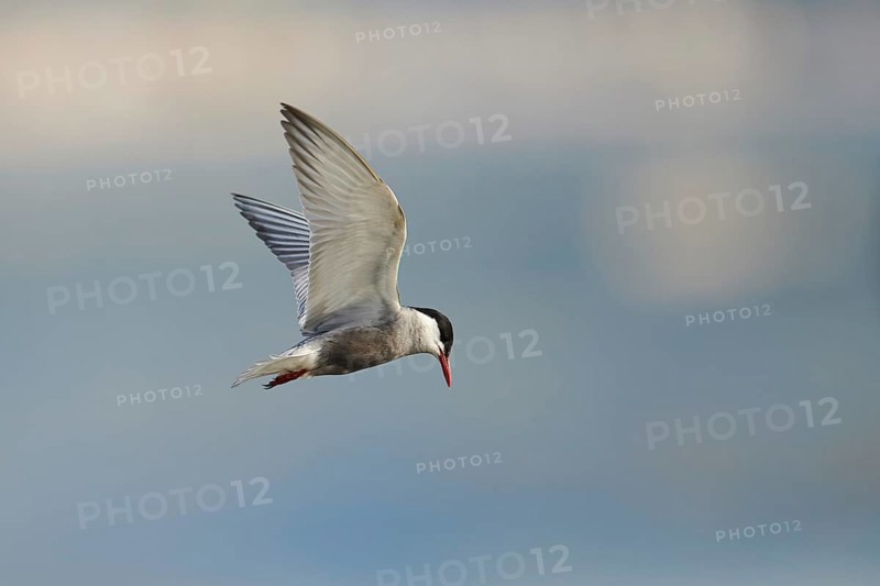 Whiskered tern (Chlidonias hybrida) flying in the sky, hunting, ebro delta, Catalonia, Spain, Europe
