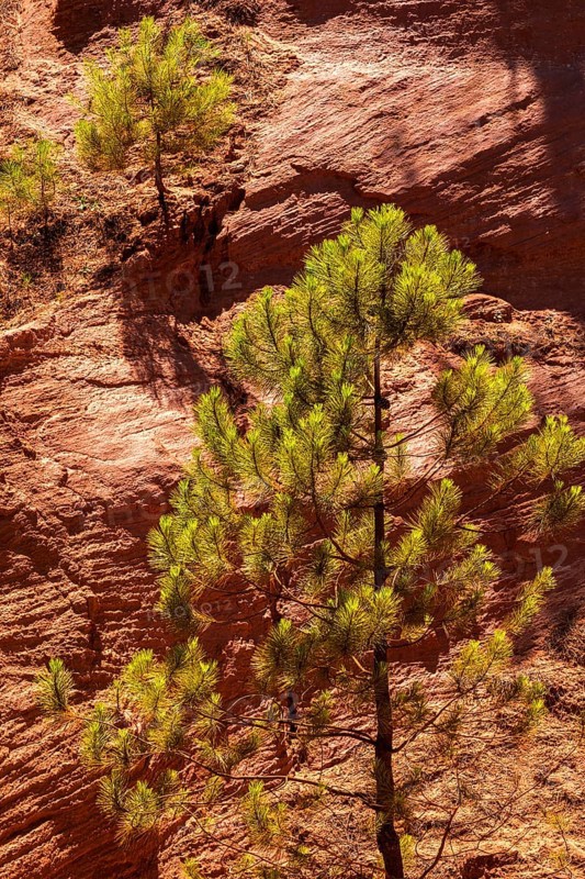 Ochre nature trail, Le Sentier des Ocres, former ochre mining area, pine tree in front of ochre rocks, Roussillon, Luberon, Département Vaucluse, Provence-Alpes-Côte dAzur, France, Europe