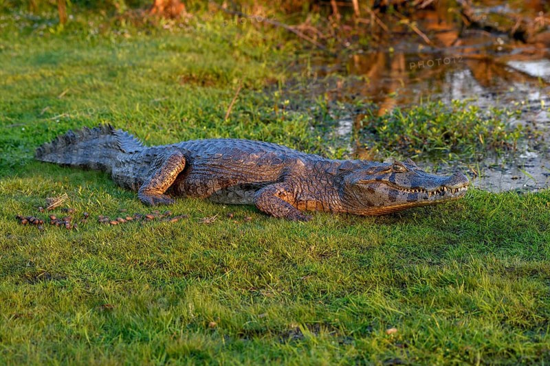 Yacare caiman (Caiman yacare), near Cambyretá, Esteros del Iberá, Corrientes Province, Argentina, South America