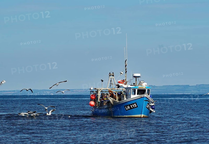 A fishing boat sails on the sea, surrounded by flying seagulls, under a clear blue sky, North Berwick, Scotland, United Kingdom, Europe