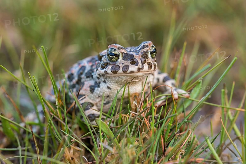 European green toad (Bufo viridis) in the grass, Burgenland, Austria, Europe