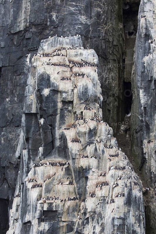 Alkefjellet, sea cliff housing seabird colony of thick-billed murres (Uria lomvia), Brünnich's guillemots at Hinlopenstretet, Svalbard, Norway, Europe