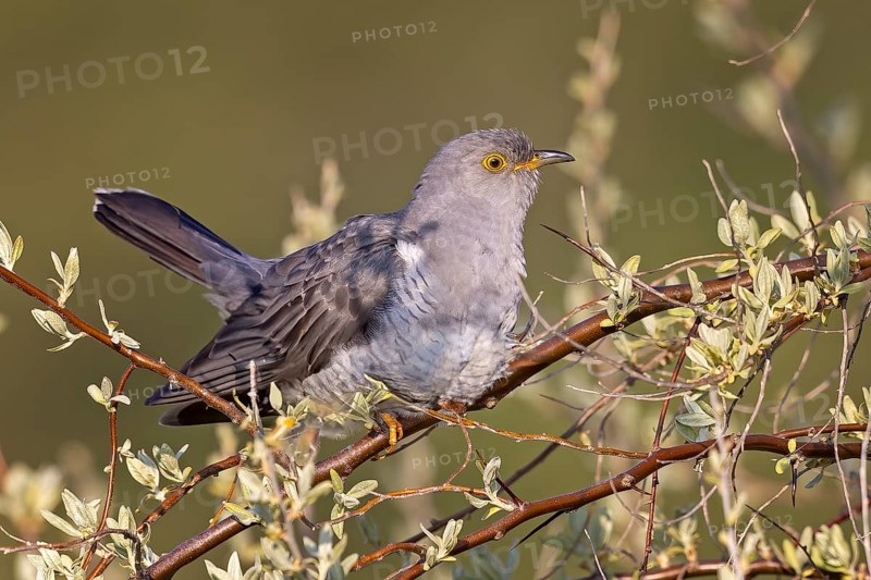 Common cuckoo (Cuculus canorus) calling, courting, male in a silver willow, calling station, Middle Elbe Biosphere Reserve, Saxony-Anhalt, Germany, Europe