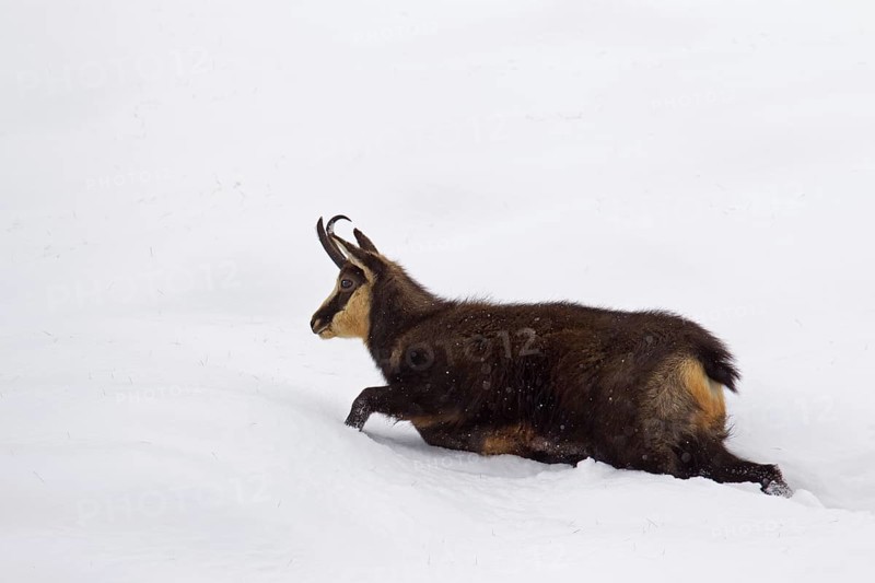 Chamois (Rupicapra rupicapra) female walking in deep snow in winter, Gran Paradiso National Park, Italian Alps, Italy, Europe