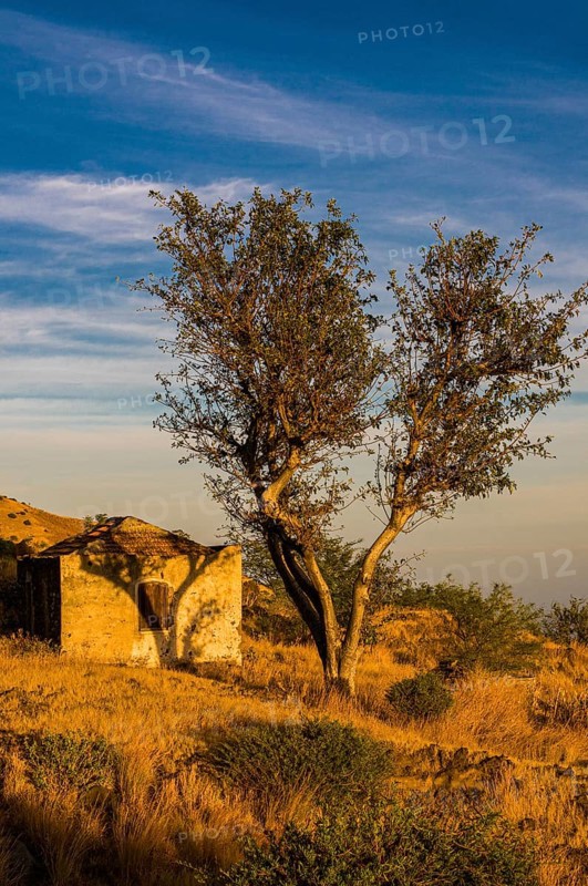 Small ruin and tree. Fogo. Cabo Verde. Africa