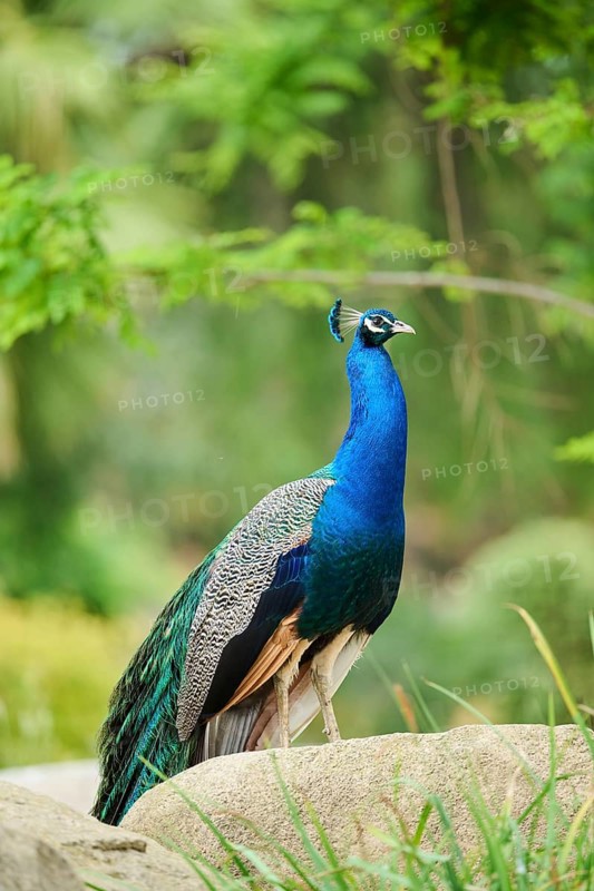 Indian peafowl (Pavo cristatus) standing on the ground, Spain, Europe