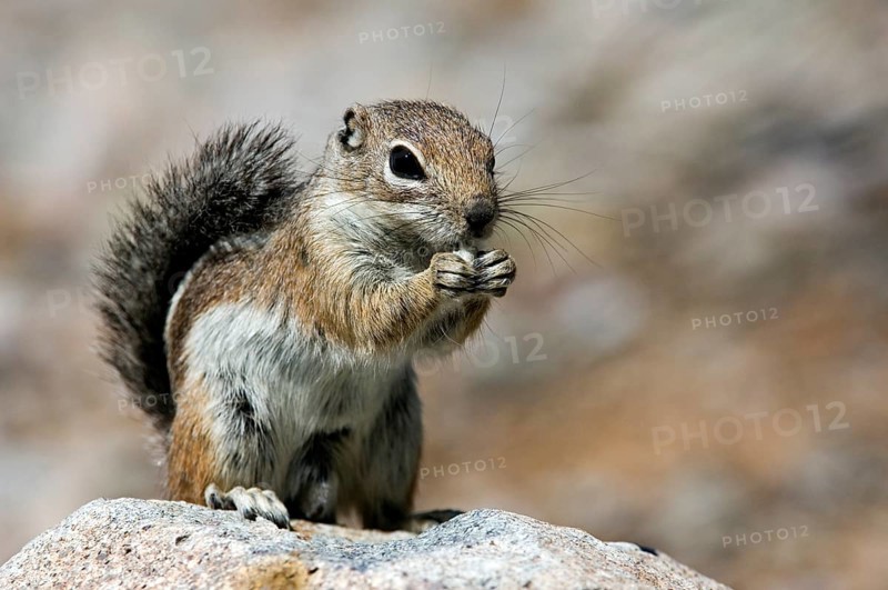 Harris's antelope squirrel (Ammospermophilus harrisii), antelope squirrel, rodents, mammals, animals, Harris' antelope squirrel on rock, native to Arizona and New Mexico in the