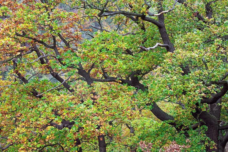 Sessile oak (Quercus sessiliflora) Winter oak, Beech family, Sessile oak, Cornish oak, Durmast oak in autumn colours