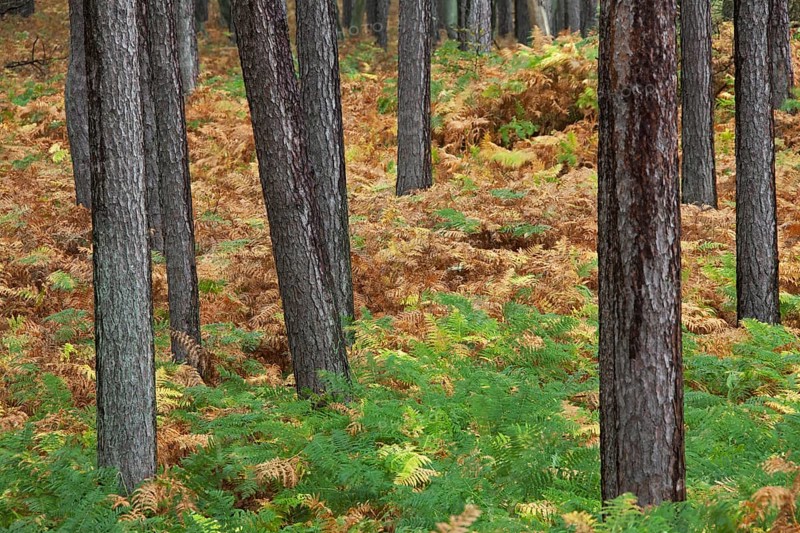 Scots pine (Pinus sylvestris), scots pine, Scots pine, White pine, Whitebark pine, Scots pine and bracken in coniferous forest
