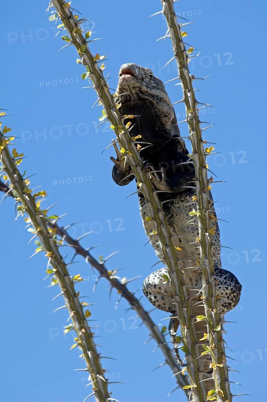 Sonoran spiny-tailed iguana (Ctenosaura hemilopha macrolopha) basking on ocotillo (Fouquieria splendens), native to Mexico
