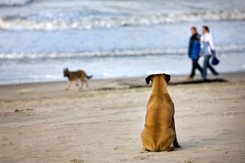Boxer sitting in the sand watching other domestic dogs (Canis lupus familiaris) and people walking by on the beach
