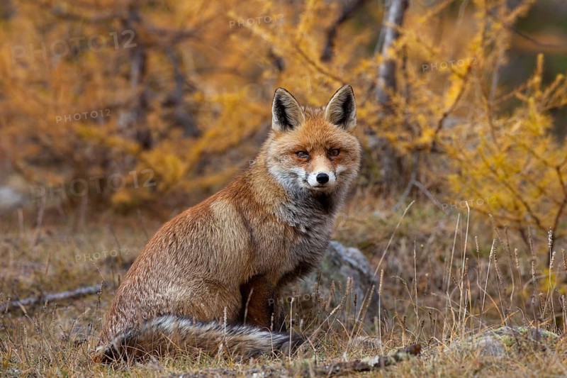 Red fox, red foxes (Vulpes vulpes), Fox, Foxes, Canines, Predators, Mammals, Animals, Red fox in forest in autumn, Alps, Gran Paradiso National Park, Italy, Europe