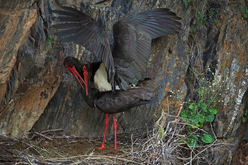 Black Storks (Ciconia nigra), pair at nest, mating, Portugal, Europe