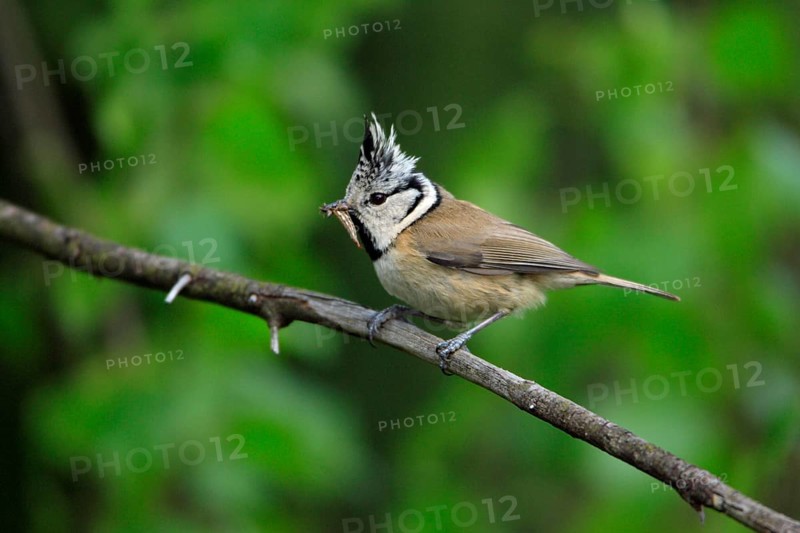 Crested Tit (Parus cristatus) with prey, Lower Saxony, Germany, side, Europe