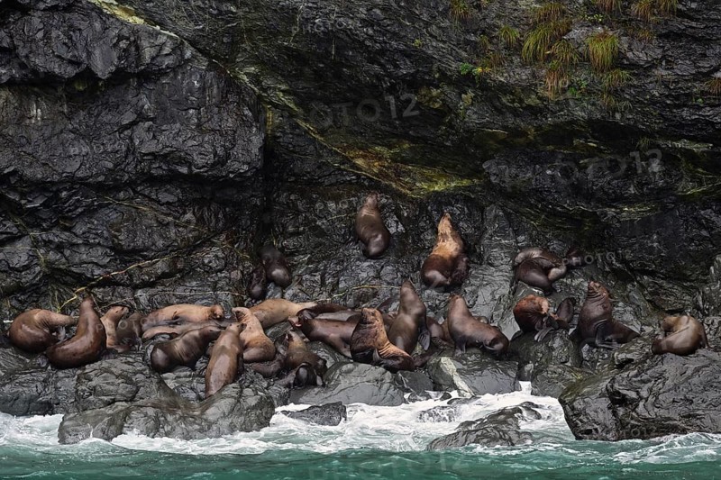 Steller sea lions (Eumetopias jubatus) lying on a rock where the waves from the Pacific Ocean break, Prince William Sound, Alaska
