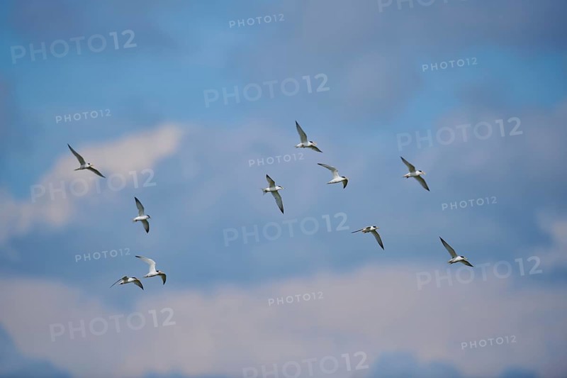 Little terns (Sternula albifrons) flying in the sky, Camargue, France, Europe
