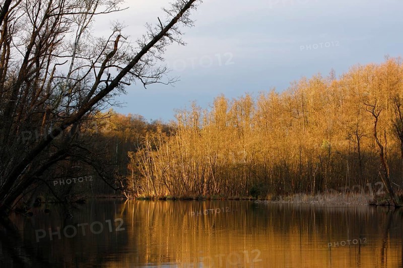 Alder forest in spring shortly after sunrise, Müritz National Park, Mecklenburg-Western Pomerania, Germany, Europe