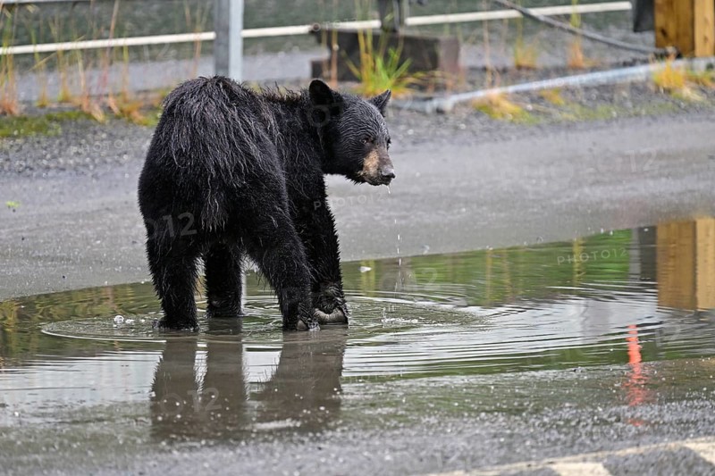American black bear (Ursus americanus) standing in a puddle of water in a car park, Prince William Sound, Alaska