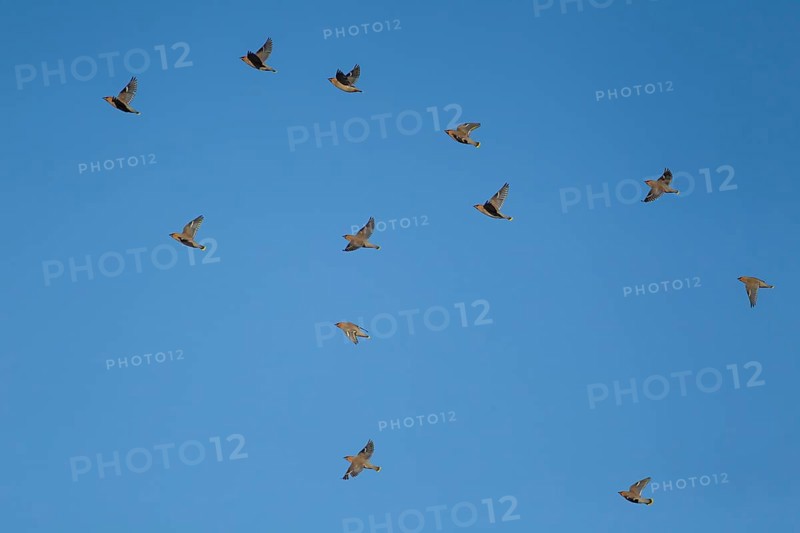 Waxwing (Bombycilla garrulus) twelve adult birds flying in a flock, Suffolk, England, United Kingdom, Europe