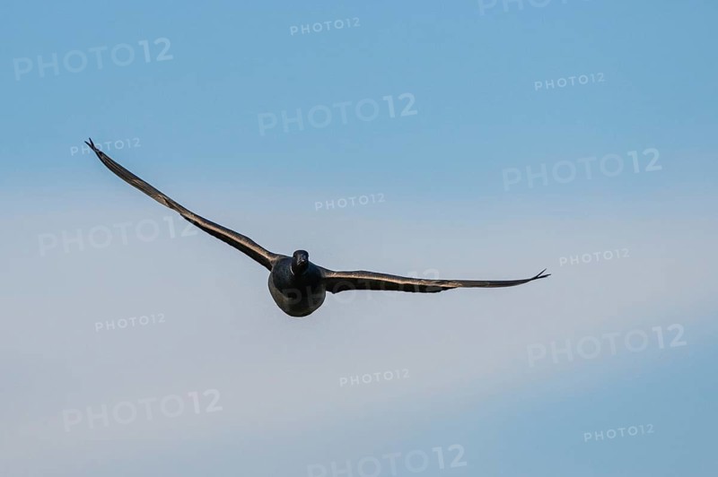 Brent Goose (Branta bernicla), bird in flight over Marshes at winter time