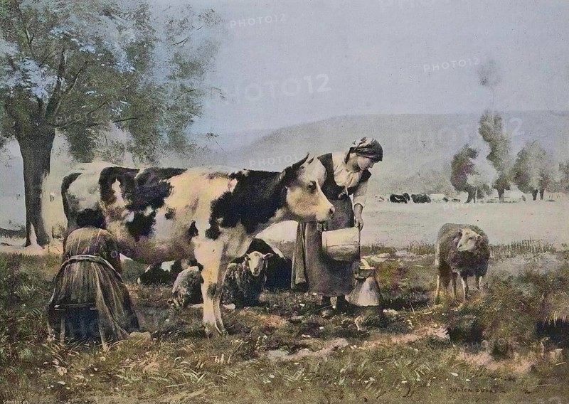 Agriculture, Woman milking a cow, Milk, 1880, Austria, Historic, digitally restored reproduction of a 19th century original, Europe