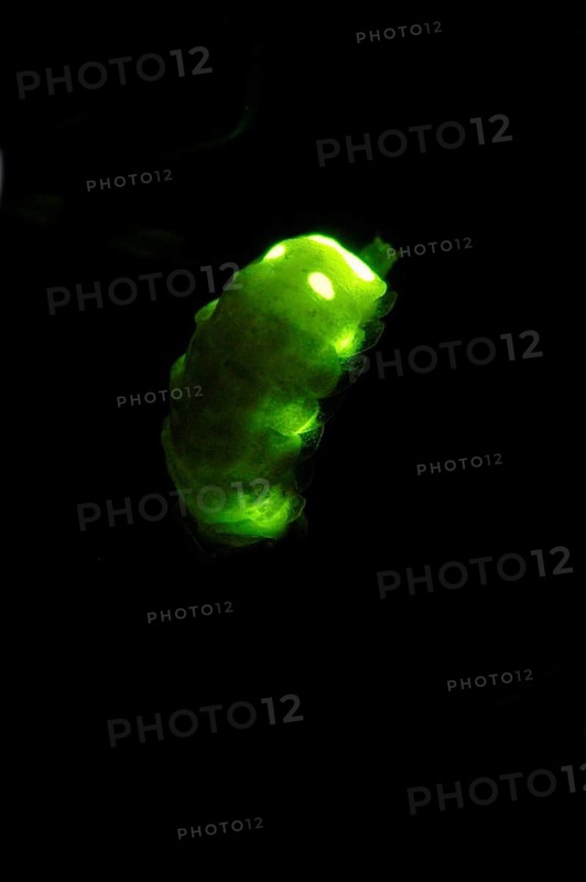 Glow Worm Beetle, female, Lower Saxony, Germany (Lampyris noctiluca)