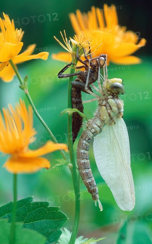 Emerging larva of Emperor Dragonfly, Lower Saxony, Deutschland (Aeshna cyanea)