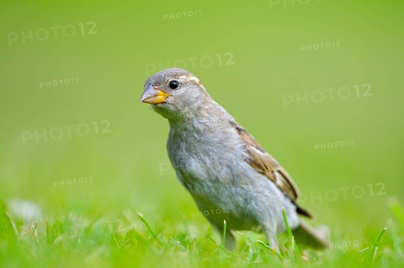 House sparrow, young bird, Island of Texel, North Holland, Netherlands