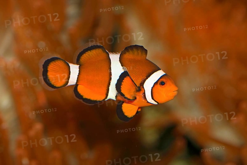 Eastern Clownfish, True Clownfish, Harlequinfish, Mourning Band Anemonefish (Amphiprion percula) Clown Anemonefish, Exempt