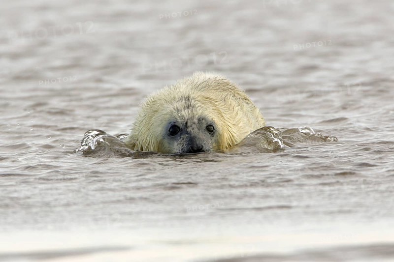Grey Seal (Halichoerus grypus), young, England