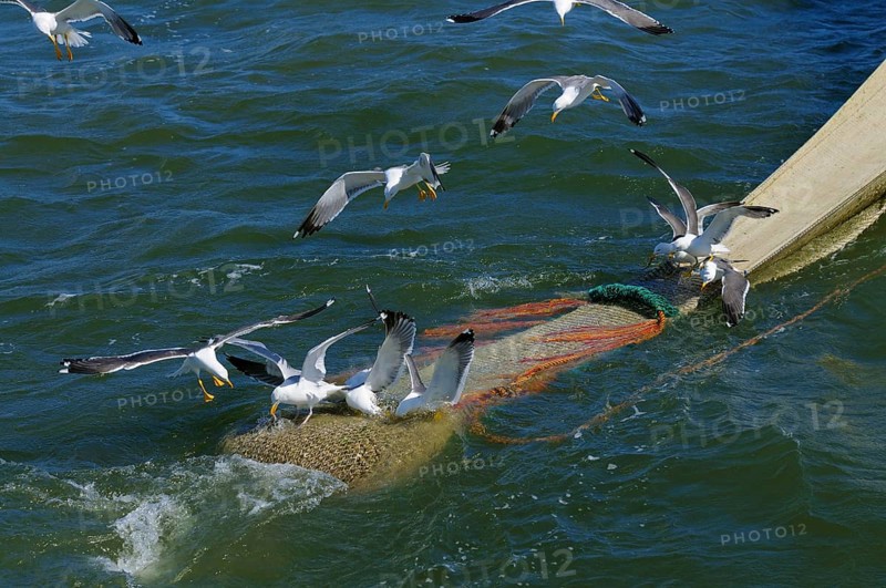 Crab fishermen, net with herring gulls (Larus argentatus) and herring gulls (Larus fuscus), Texel Island, North Holland, Netherlands