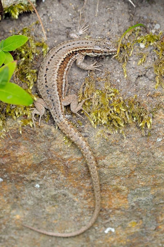 Common wall lizard (Podarcis muralis), sunbathing, North Rhine-Westphalia (Lacerta muralis), wall lizard, lizard, Germany, Europe