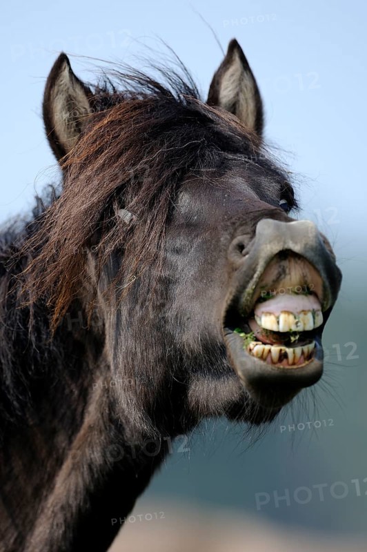 Dülmen wild horse, Merfelder Bruch, Dülmen, North Rhine-Westphalia, Germany, Europe